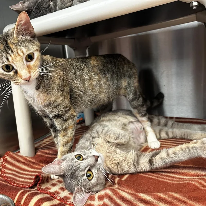 A young medium-sized female Torbie Domestic Short Hair cat named Fantasia for adoption in Evanston, IL