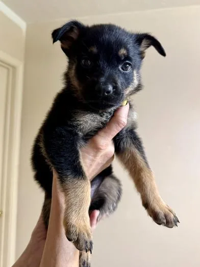 A baby medium-sized female Tricolor (Brown, Black, & White) German Shepherd Dog dog named Marigold for adoption in Liverpool, TX