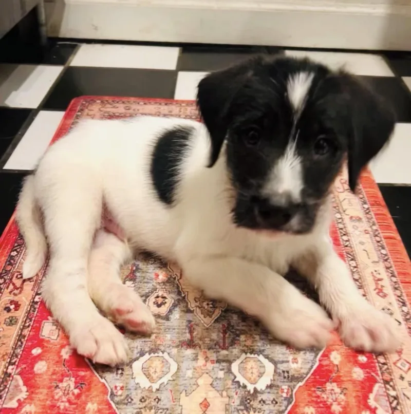 A baby medium-sized male Black Border Collie dog named Five for adoption in Richmond, VA