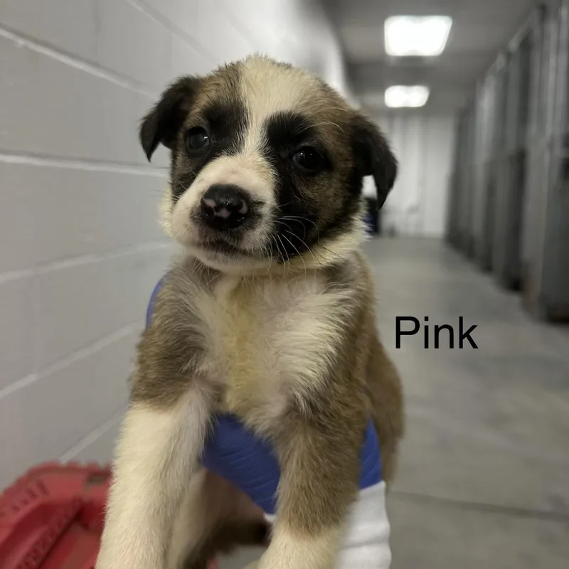 A baby small-sized female Brown / Chocolate German Shepherd Dog dog named Amity A Pink for adoption in Mission Hills, CA