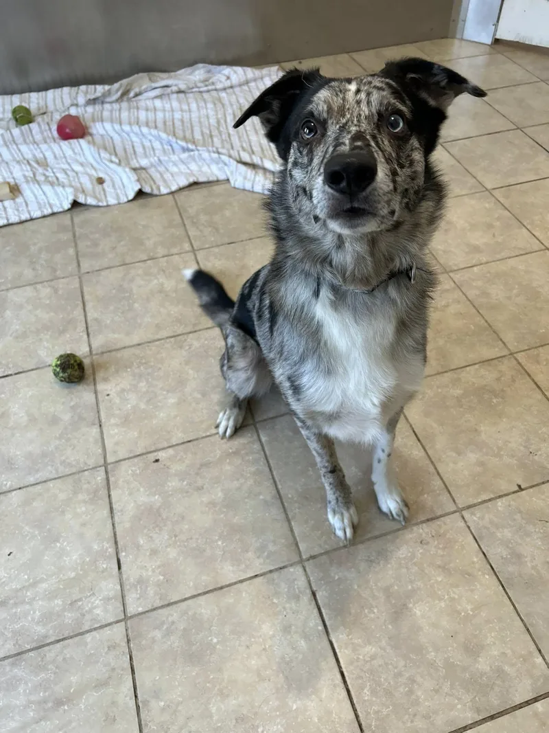 An adult medium-sized male Merle (Blue) Border Collie dog named Jasper for adoption in Dellslow, WV