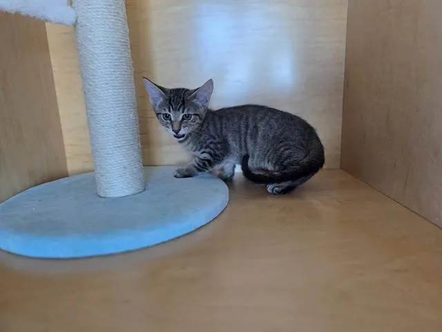 A baby small-sized female Domestic Short Hair cat named Emmy Demmy Ding Dong for adoption in Antioch, CA