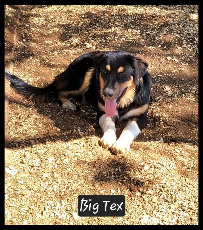 A young large-sized male Australian Shepherd dog named Big Tex for adoption in Granbury, TX