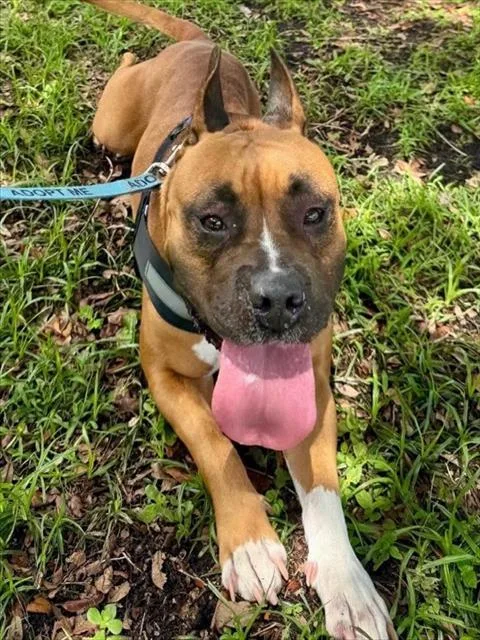 An adult medium-sized female American Bulldog dog named Frankie for adoption in Miami, FL