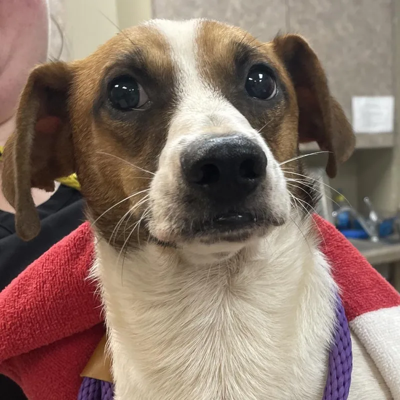 A young medium-sized male Terrier dog named Tim McGraw for adoption in Birmingham, AL