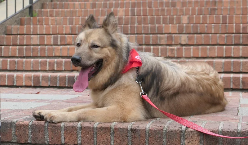 Howie Von Holzen" thumbnail 4