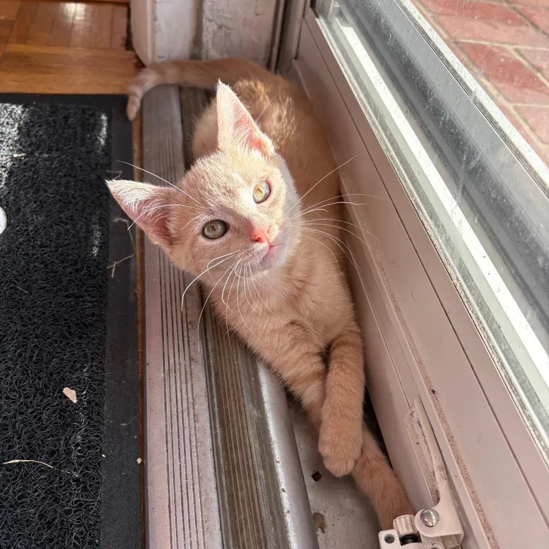 A baby small-sized male Buff / Tan / Fawn Domestic Short Hair cat named Gremlin for adoption in Lexington, KY