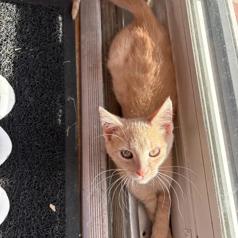 Gremlin thumbnail 3
