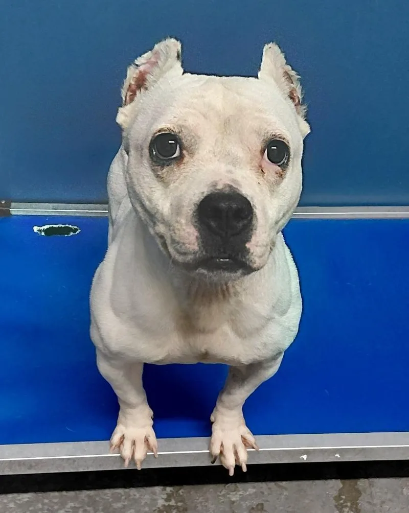 An adult medium-sized female Pit Bull Terrier dog named Odessa for adoption in Henderson, NC