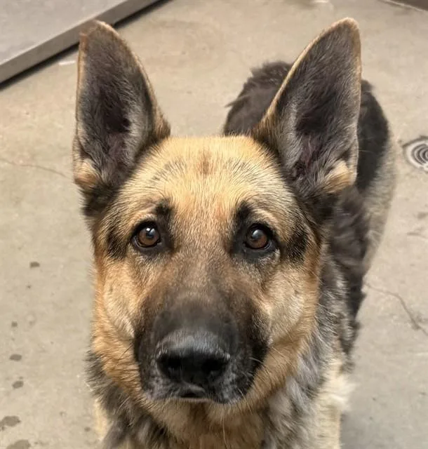 An adult large-sized female German Shepherd Dog dog named Bella for adoption in Tucson, AZ