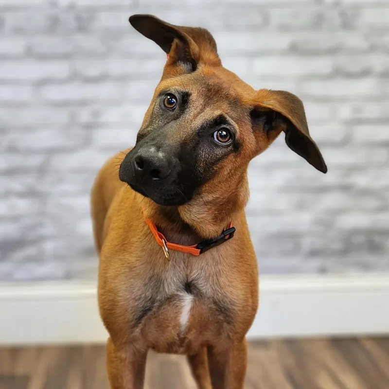 A baby medium-sized male Apricot / Beige German Shepherd Dog dog named Dingo for adoption in Montgomery, AL