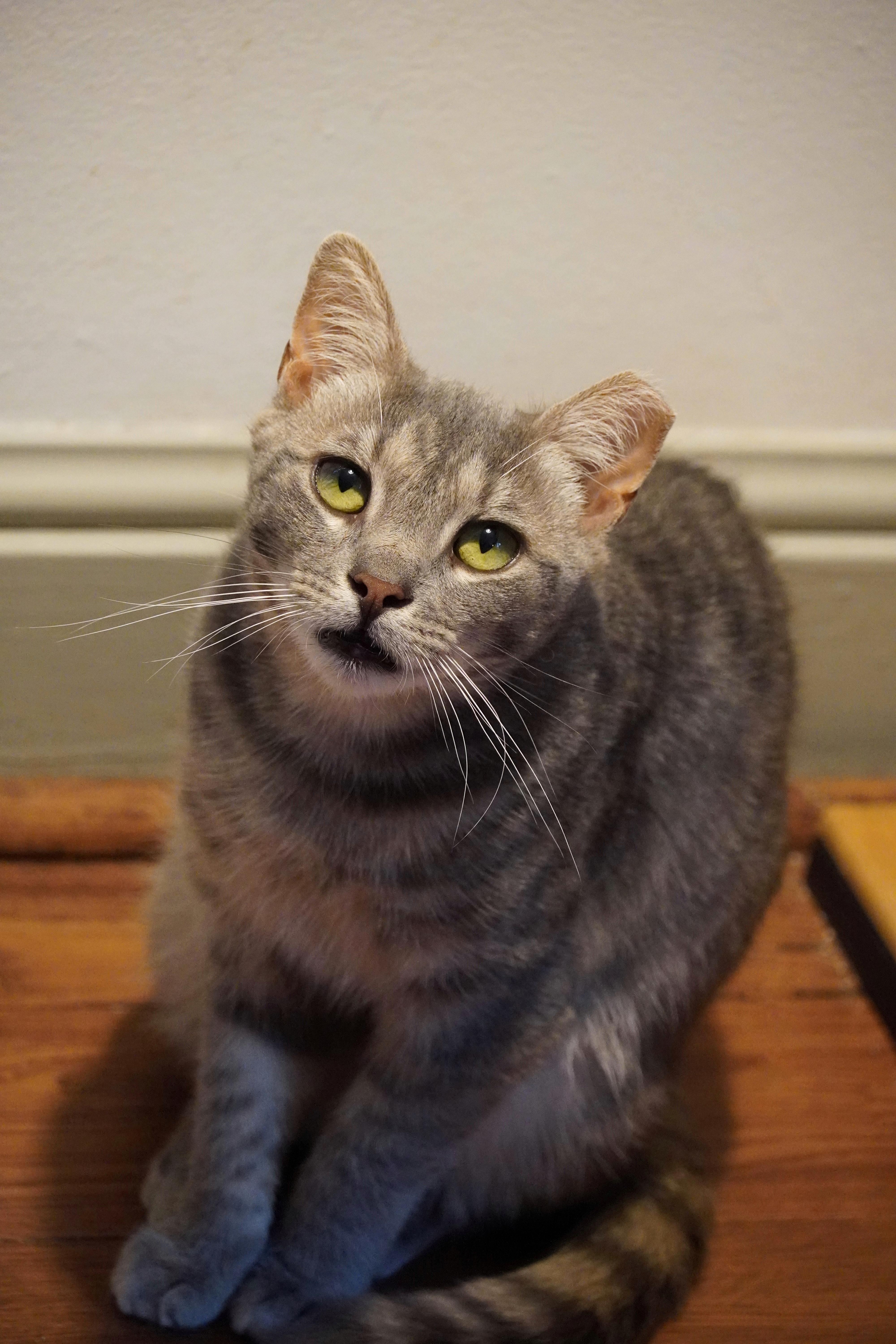 An adult large-sized male Domestic Short Hair cat named Ziggy for adoption in Hershey, PA