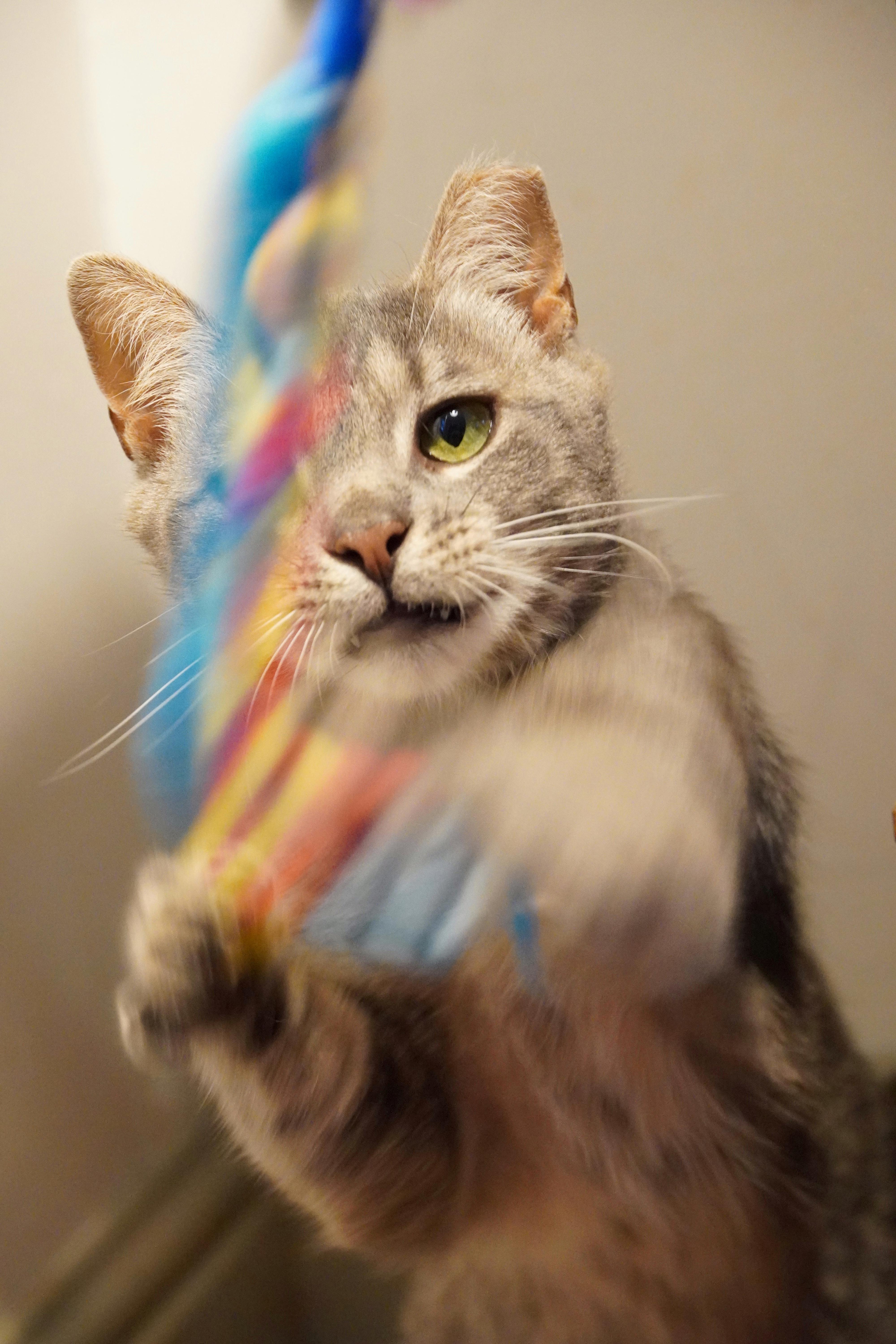Ziggy thumbnail 2
