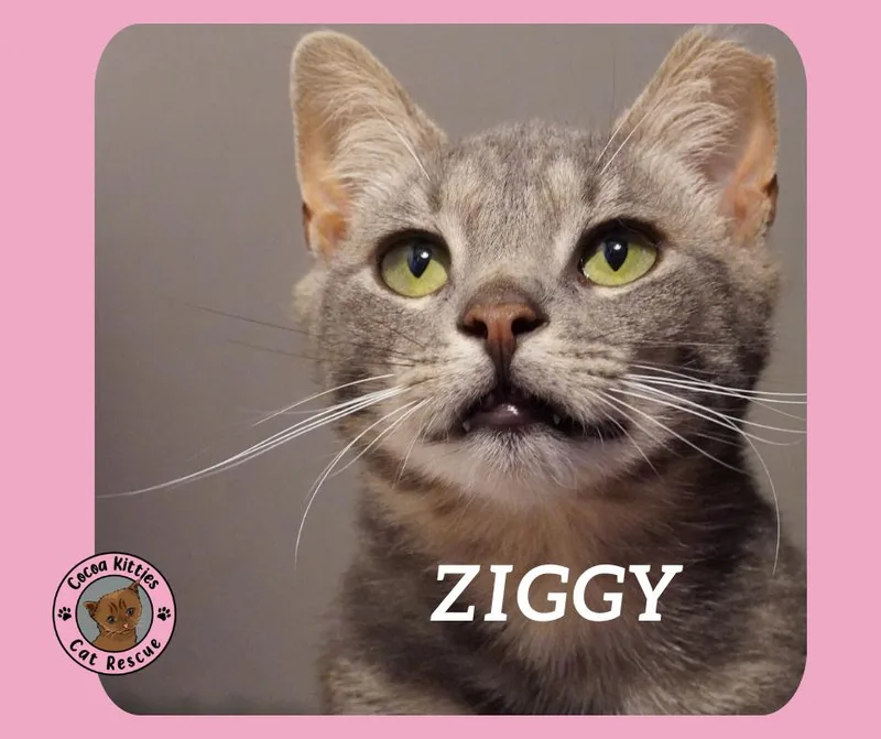 Ziggy thumbnail 3