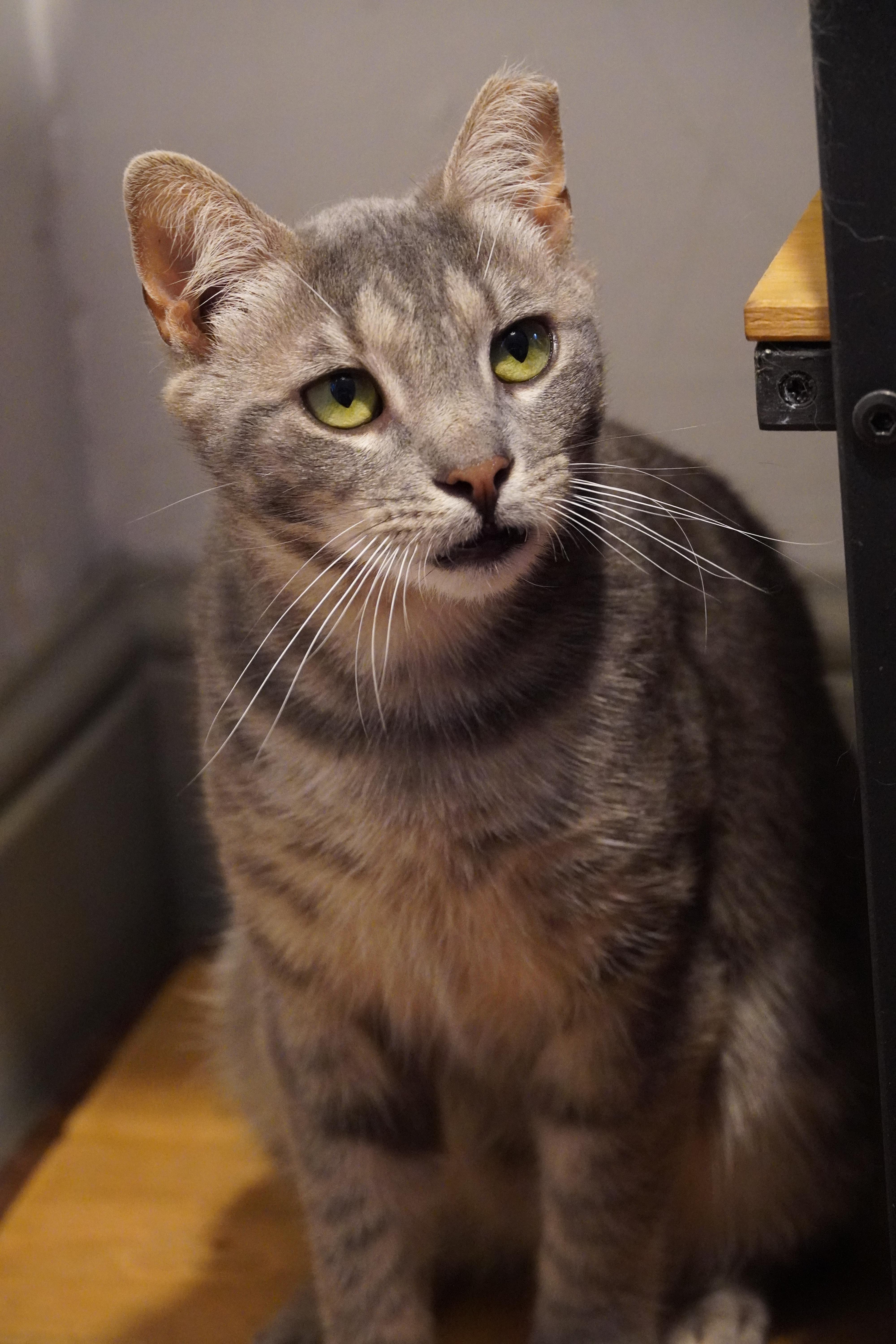 Ziggy thumbnail 5