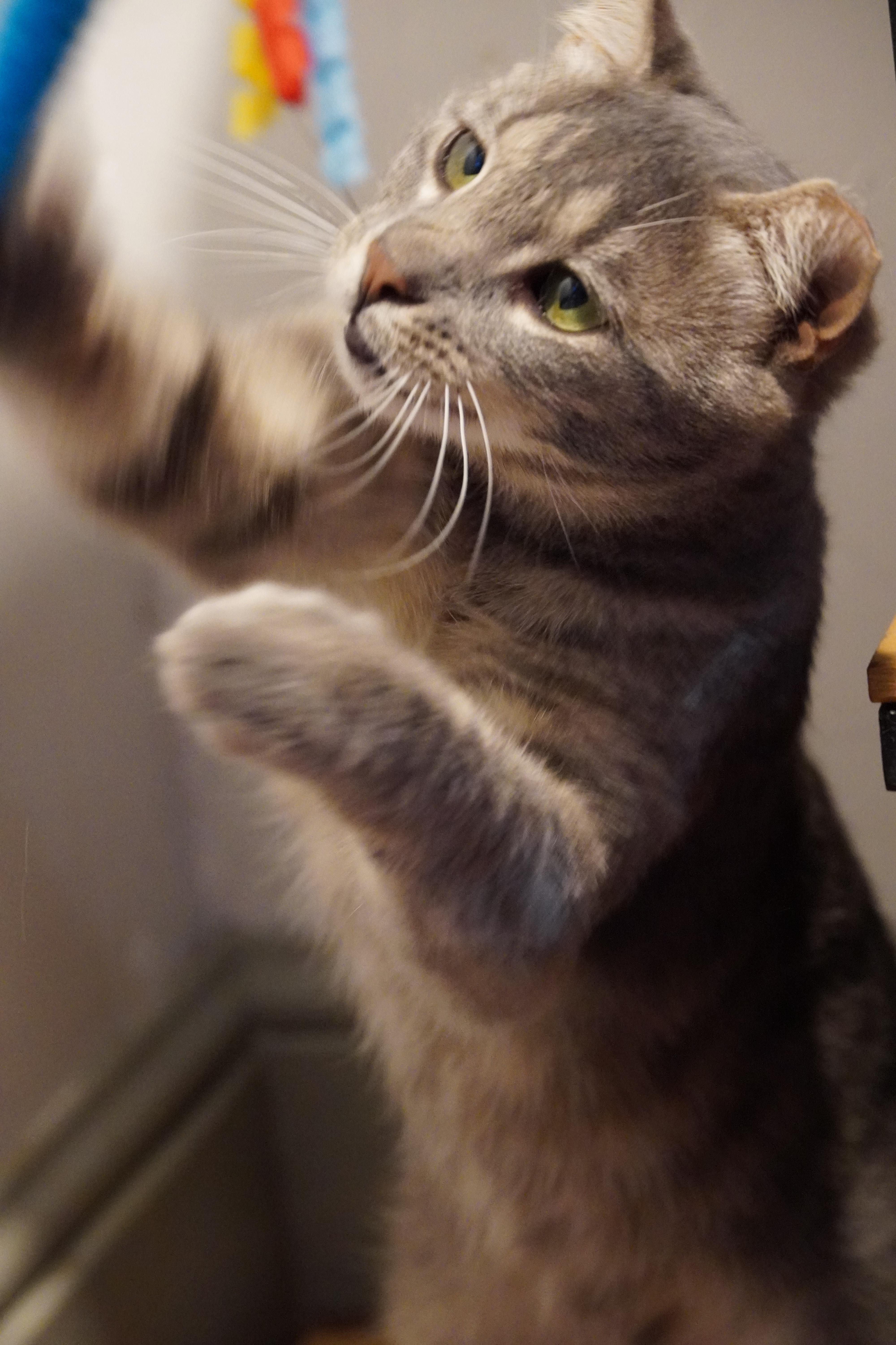 Ziggy thumbnail 6