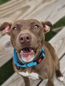 A young medium-sized female Mixed Breed dog named Electra for adoption in Savannah, GA