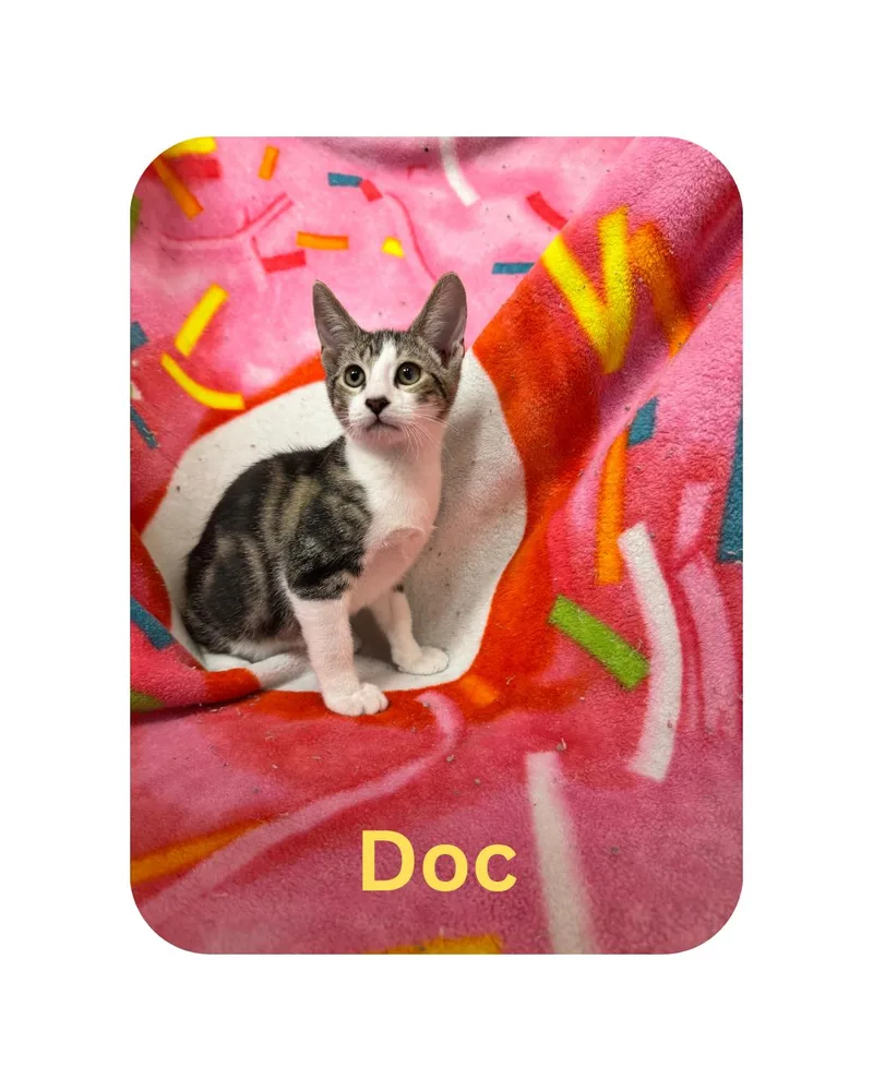 A young medium-sized male Domestic Short Hair cat named Doc for adoption in Miami, FL