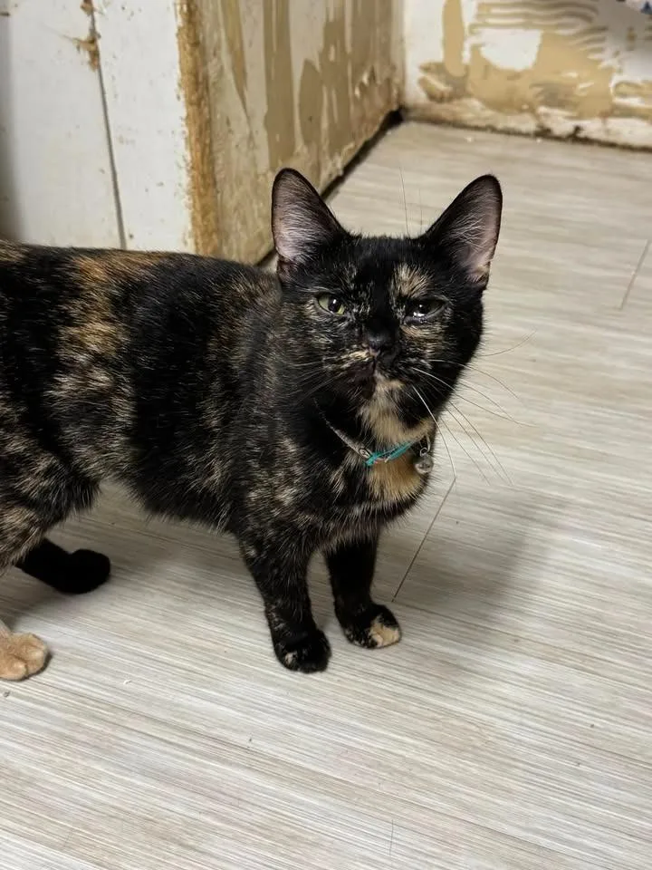 An adult medium-sized female Domestic Short Hair cat named Stella for adoption in Marion, OH