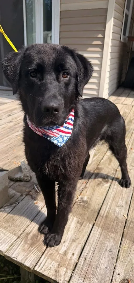 A young large-sized male Black Labrador Retriever dog named Corduroy for adoption in Winamac, IN