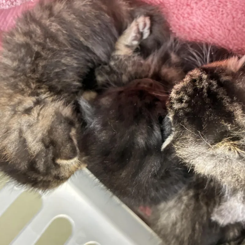 A baby small-sized female Brown / Chocolate Domestic Short Hair cat named 71832 for adoption in Harrisonburg, VA