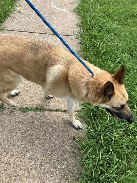 An adult large-sized male German Shepherd Dog dog named Nidal for adoption in Dallas, TX