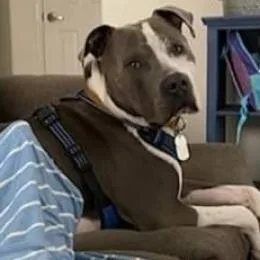 An adult large-sized male Gray / Blue / Silver Pit Bull Terrier dog named Blue for adoption in Phoenix, AZ