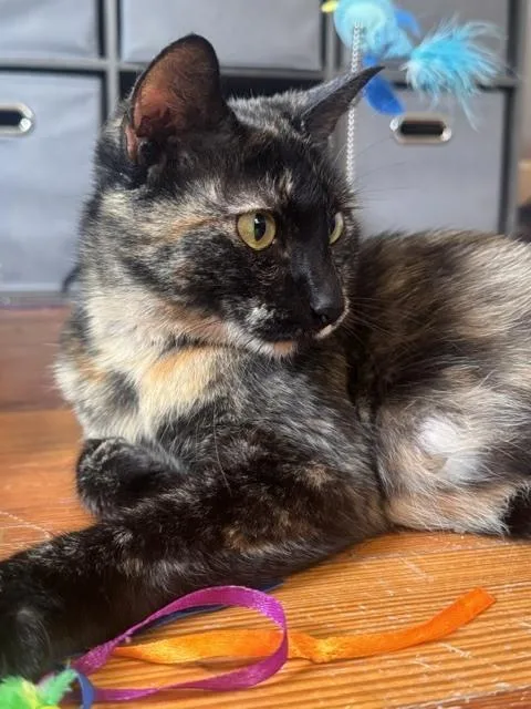 An adult medium-sized female Brown / Chocolate Domestic Short Hair cat named Saia for adoption in Lincoln, NE