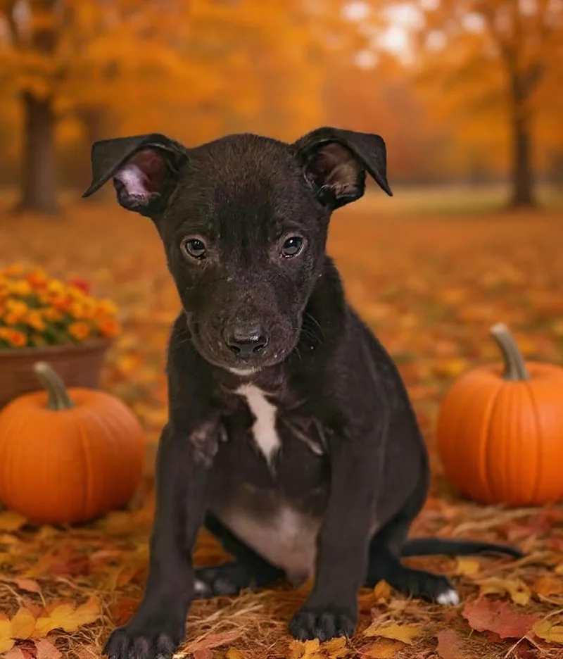 A baby medium-sized male Shepherd dog named Henley for adoption in Talladega, AL