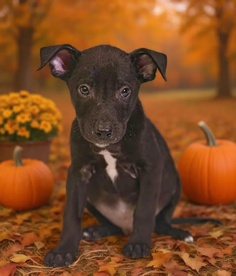 Henley thumbnail 3
