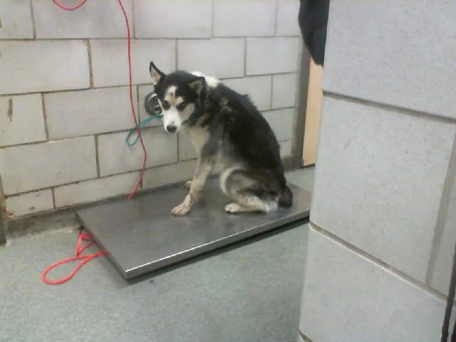 An adult medium-sized male Siberian Husky dog named Ritchie for adoption in Dallas, TX