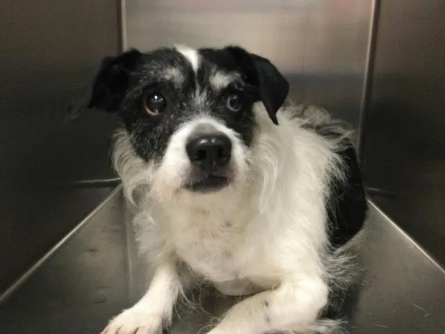 An adult small-sized female Terrier dog named Gina for adoption in Riverside, CA