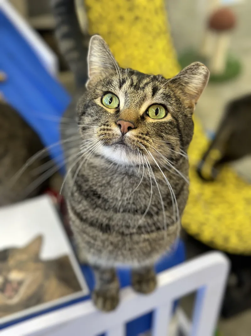 An adult medium-sized male Tabby (Brown / Chocolate) Domestic Short Hair cat named Kahuna for adoption in Faribault, MN