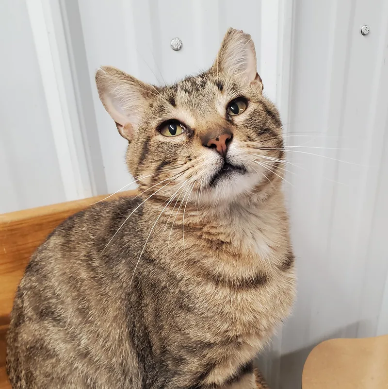 A young medium-sized male Tabby (Brown / Chocolate) Domestic Short Hair cat named Davey for adoption in Marseilles, IL