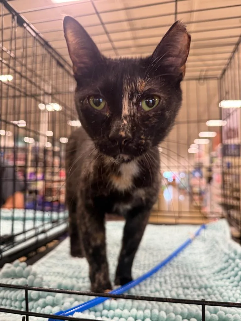 A young large-sized female Domestic Short Hair cat named Victoria for adoption in warrenville, SC