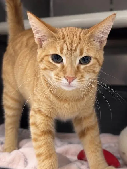 A young medium-sized male Orange & White Domestic Short Hair cat named Apollo for adoption in Wyandotte, MI
