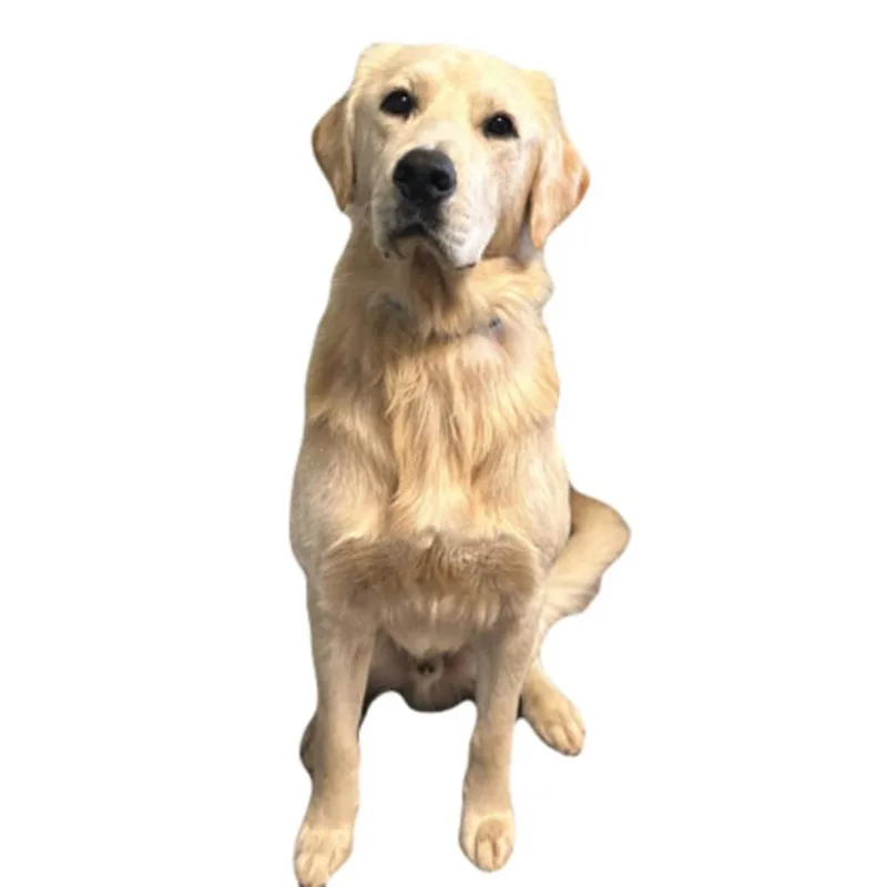A young large-sized male Golden Retriever dog named Mana for adoption in Red Bluff, CA