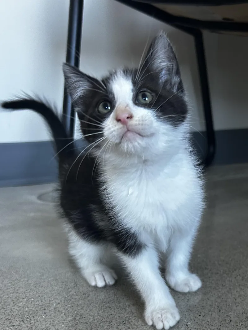 A baby medium-sized male Tuxedo cat named Haze for adoption in Sandusky, MI