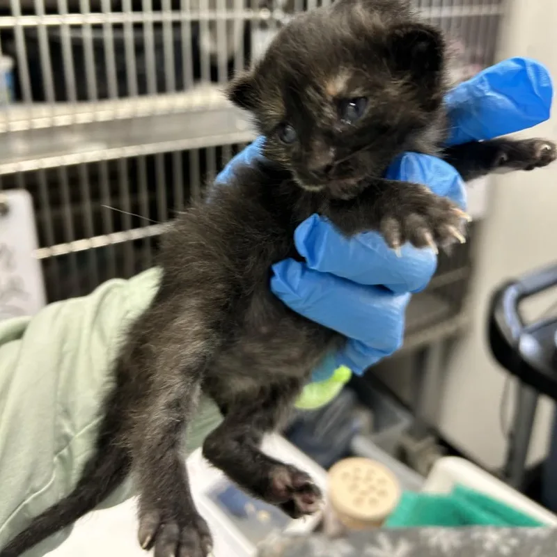 A baby small-sized female Tortoiseshell Domestic Medium Hair cat named Laguna for adoption in Kanab, UT