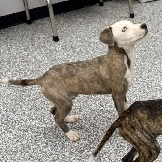 A baby small-sized male Mixed Breed dog named Pidgeon for adoption in Mustang, OK