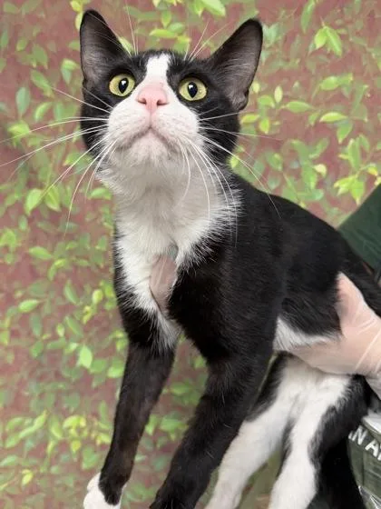An adult medium-sized male Domestic Short Hair cat named Stew for adoption in San Antonio, TX