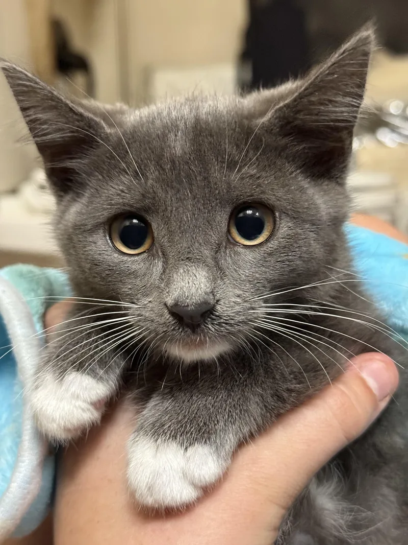 A baby medium-sized female Gray / Blue / Silver Domestic Short Hair cat named Tik for adoption in Peoria, AZ
