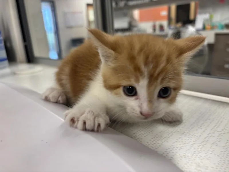 A baby large-sized male Domestic Short Hair cat named Fuego for adoption in Greenfield, IN