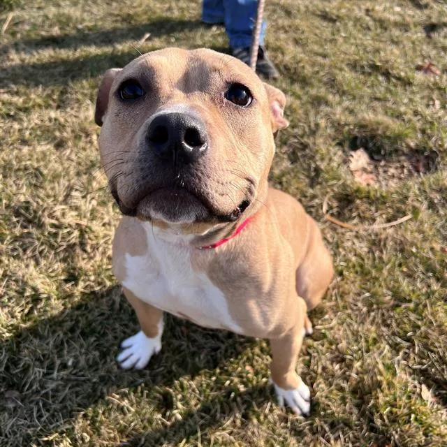 An adult small-sized female Pit Bull Terrier dog named Ruby for adoption in St. Louis, MO