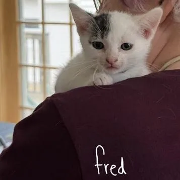 A baby small-sized male White Domestic Short Hair cat named Fred for adoption in Rochester, MN