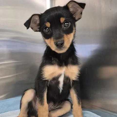 A baby small-sized male Black Chihuahua dog named Bruce for adoption in Bastrop, TX
