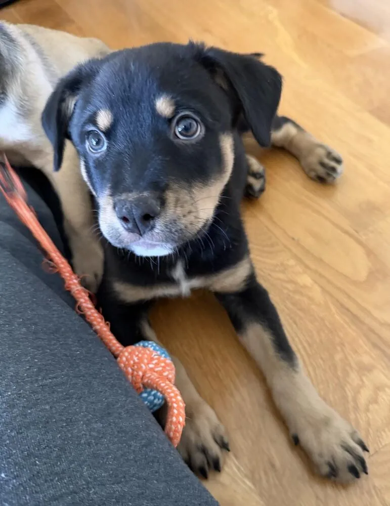 A baby medium-sized male Shepherd dog named Bear for adoption in Thornton, CO