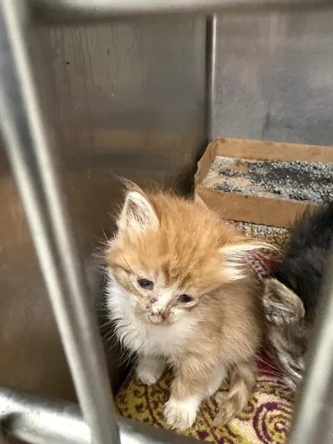 A baby small-sized male Domestic Long Hair cat named A for adoption in Pasadena, TX