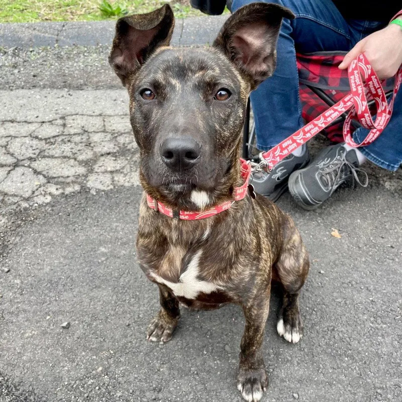 A young medium-sized male Black Mouth Cur dog named Ringo for adoption in Bloomfield, CT