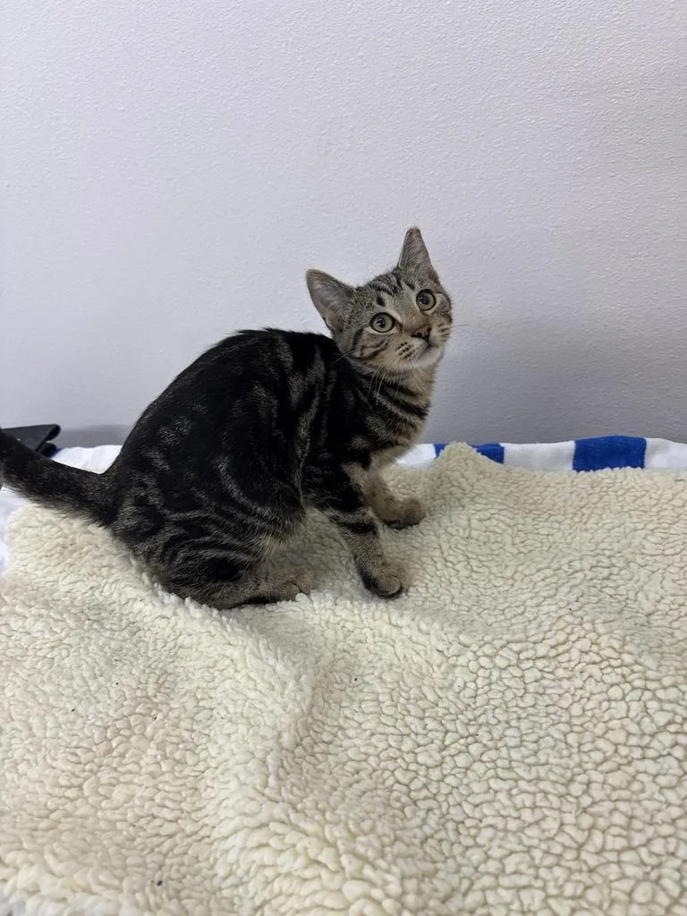 A young medium-sized male Domestic Short Hair cat named Pecan for adoption in Black River Falls, WI